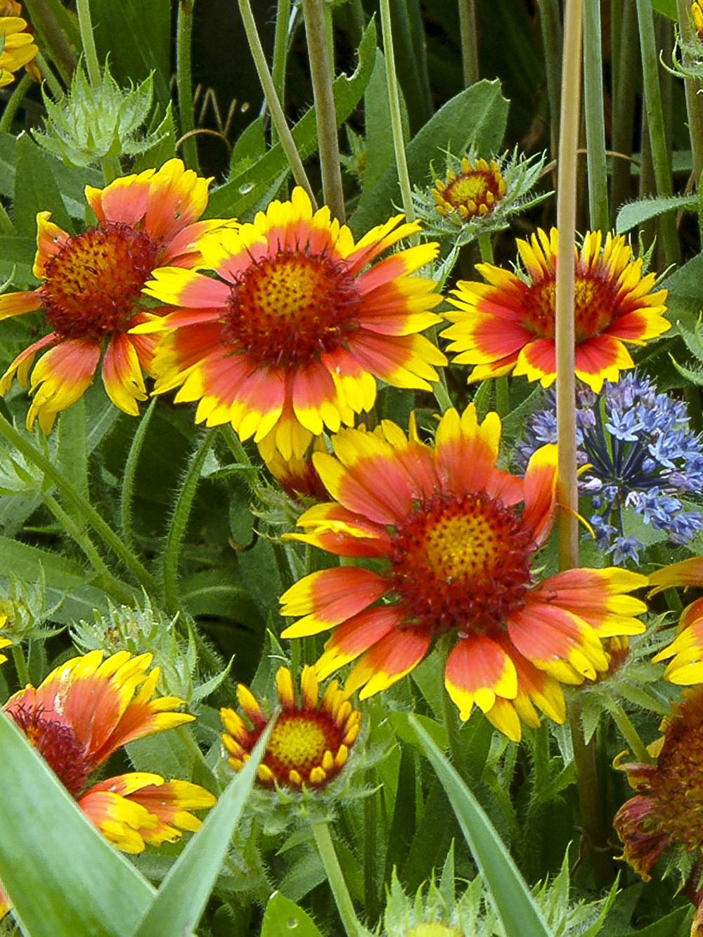 Gaillardia Goblin